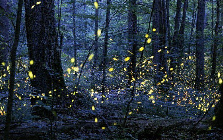Firefly Mating Season in the Great Smoky Mountains