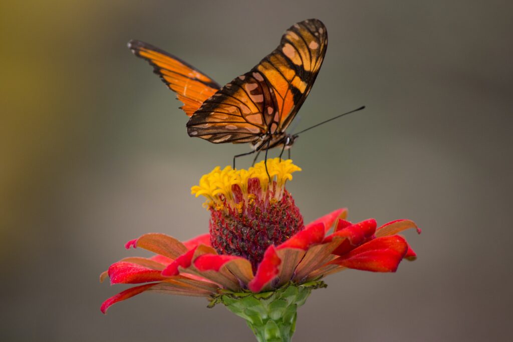 Migratory Patterns of the Monarch Butterfly