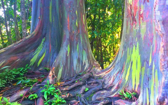 Rainbow Eucalyptus Trees