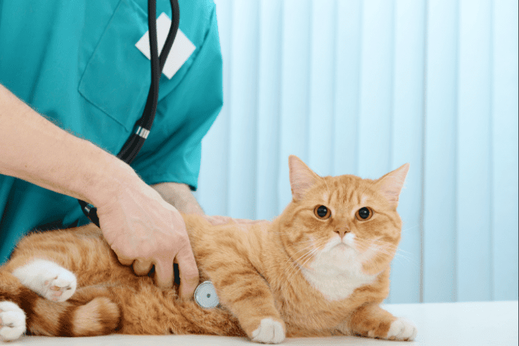  Regular Veterinary Care