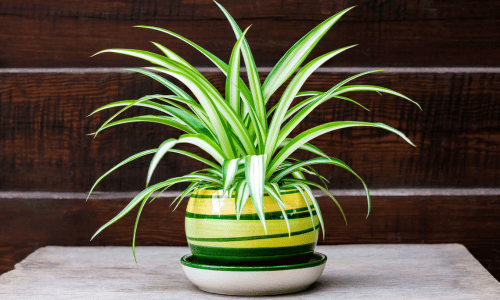 Top 10 best houseplants for improving air quality