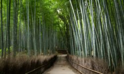 Arashiyama Bamboo Grove (Japan)