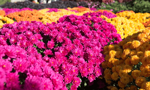 Chrysanthemums (Chrysanthemum)