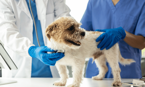 Regular Veterinary Care