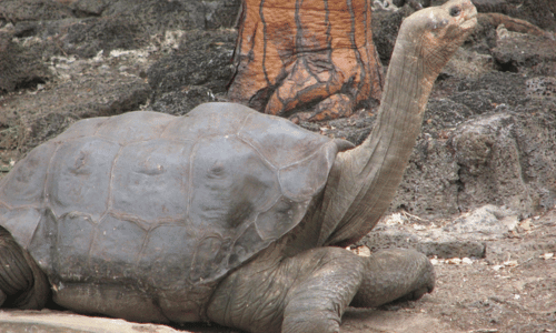 Pinta Island Tortoise (Chelonoidis abingdonii)
