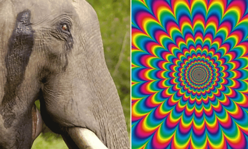 The Elephant on LSD